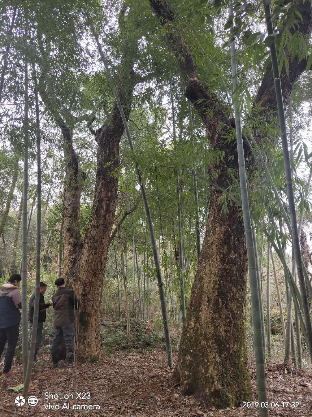 桂林市贵州香樟树厂家