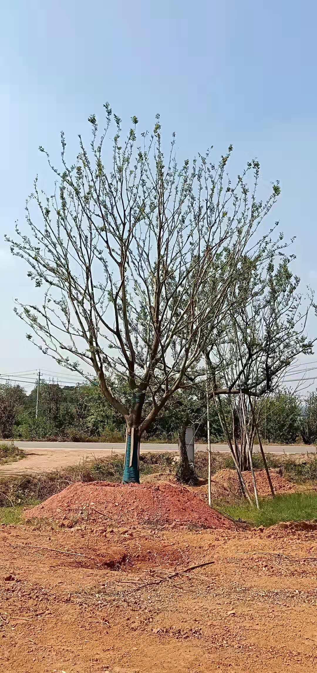 朴树价格，种植基地，报价