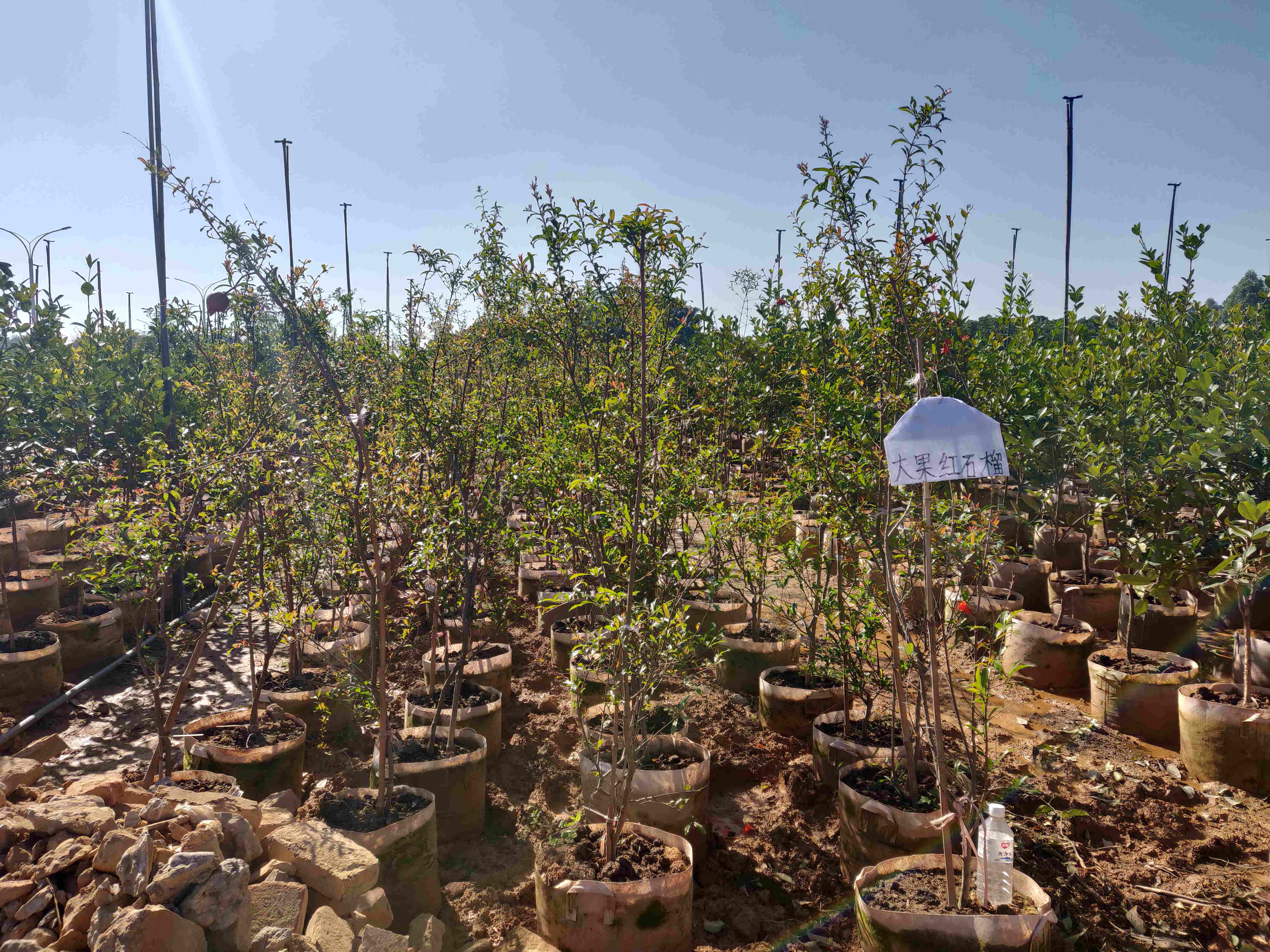 福建漳州大果红石榴苗种植基地批发价格图片