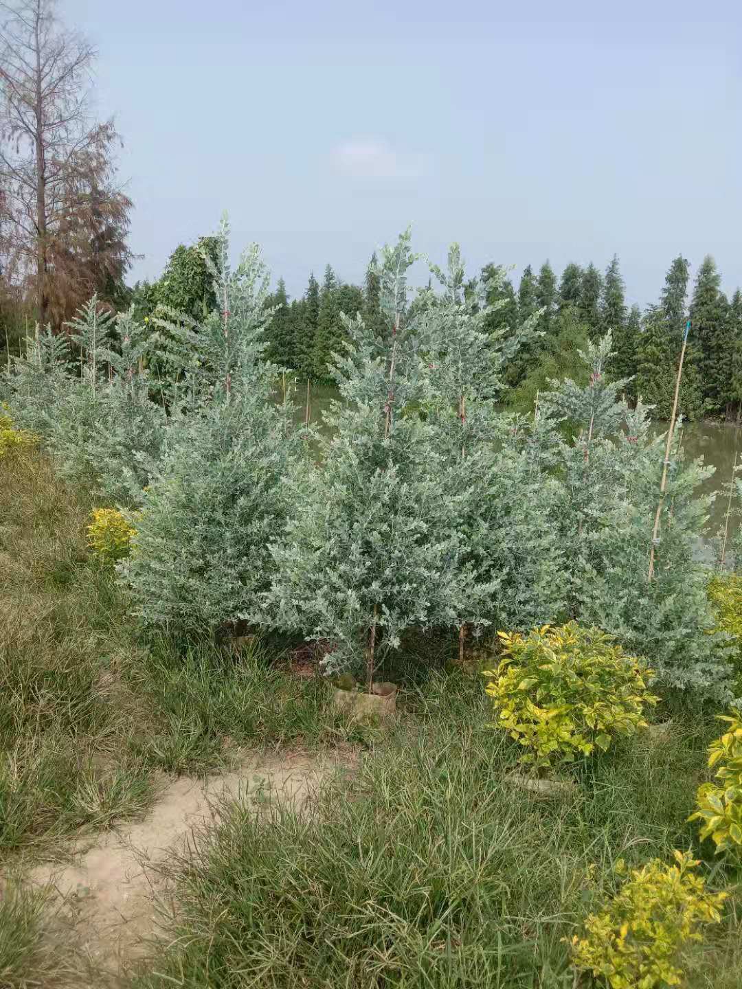 广西银叶金合欢种植基地、广西合欢批发、广西银叶金合欢供应商【佛山绿源苗木基地】