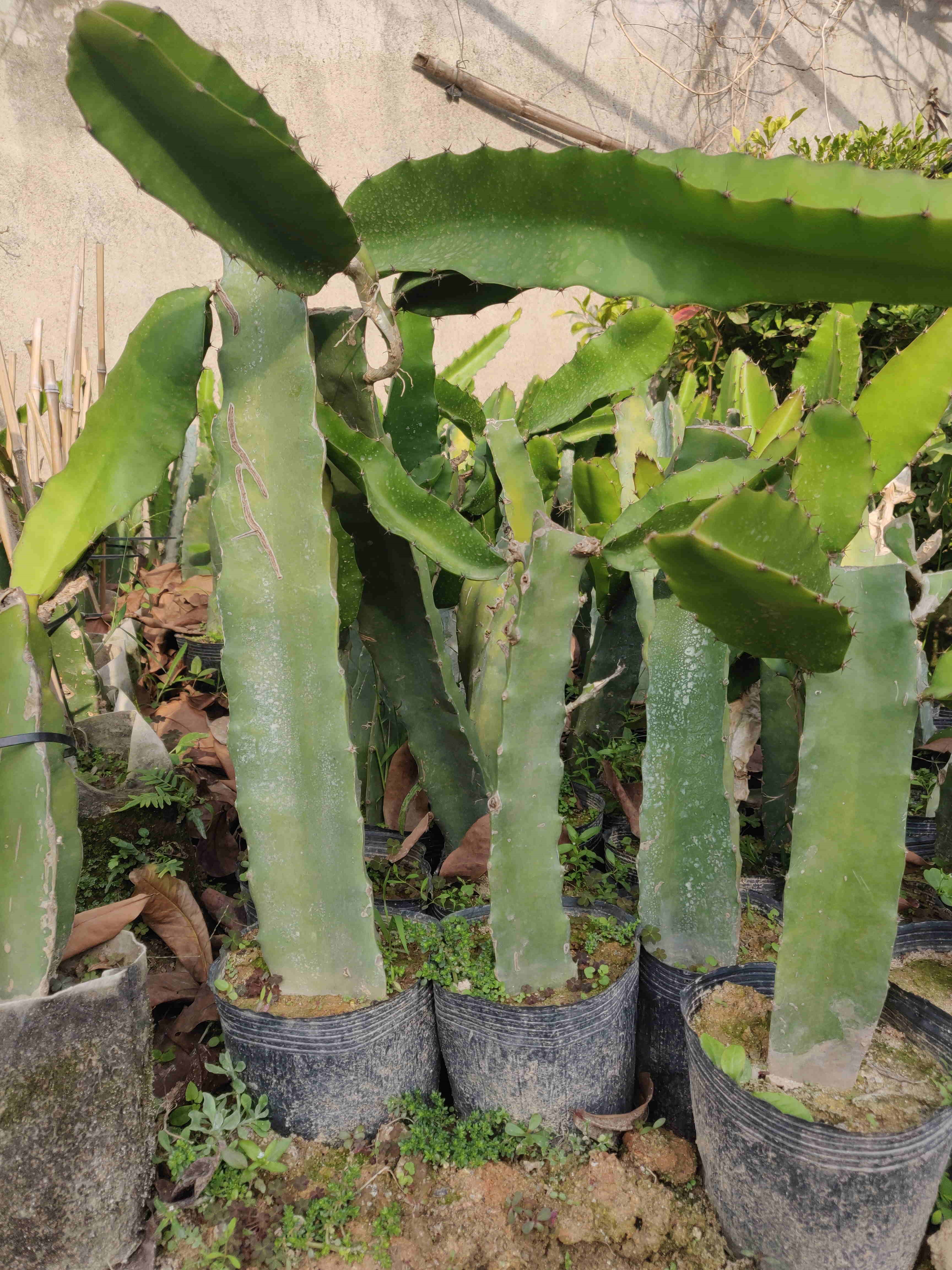 福建漳州火龙果苗种植基地批发价格图片