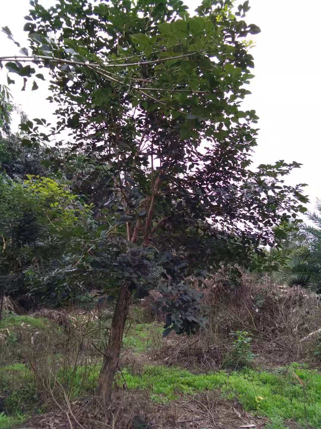 福建漳州黄花风玲木10一20公分种植批发基地批发价格哪里有卖多少钱图片