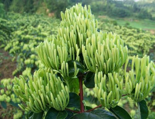 临沂市金银花苗批发基地直销价格/种植场图片