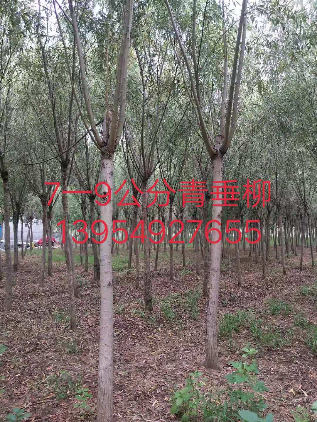 临沂市7-9公分青垂柳出售-价格-基地-供应商-报价-专业种植图片