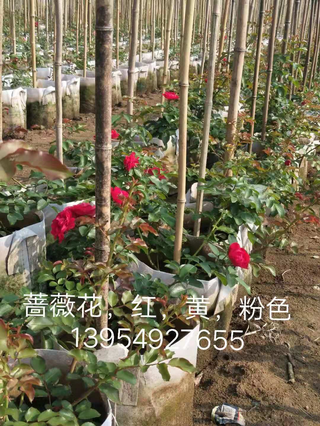 临沂市红色黄色粉色蔷薇花出售-价格-基地-供应商图片