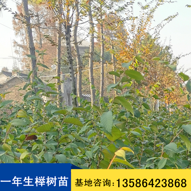 蚌埠红榉树小苗种植基地，蚌埠2-25公分榉树苗基地直销电话，蚌埠优质榉树树苗批发价-价格-价钱