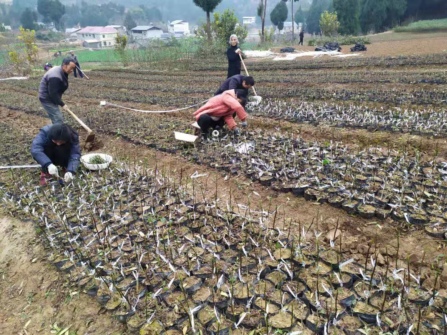 四川广元嫁接藤椒苗基地四川广元嫁接藤椒苗基地批发种植基地哪里有卖多少钱一棵