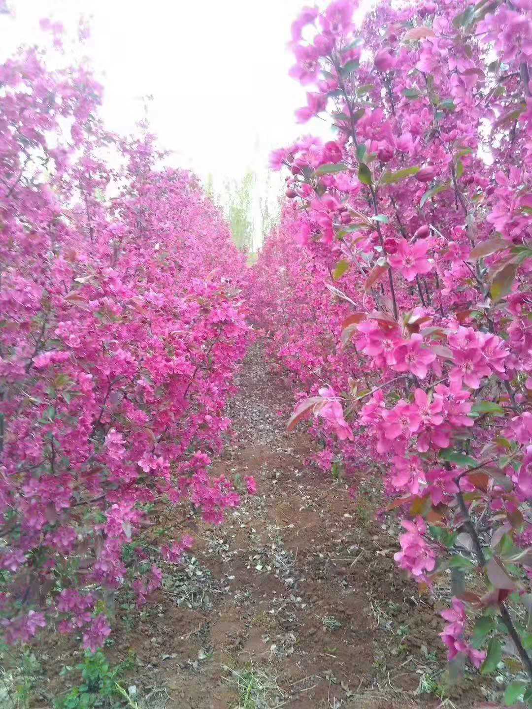 山东北美绚丽海棠种植基地直销价格 多少钱一棵图片