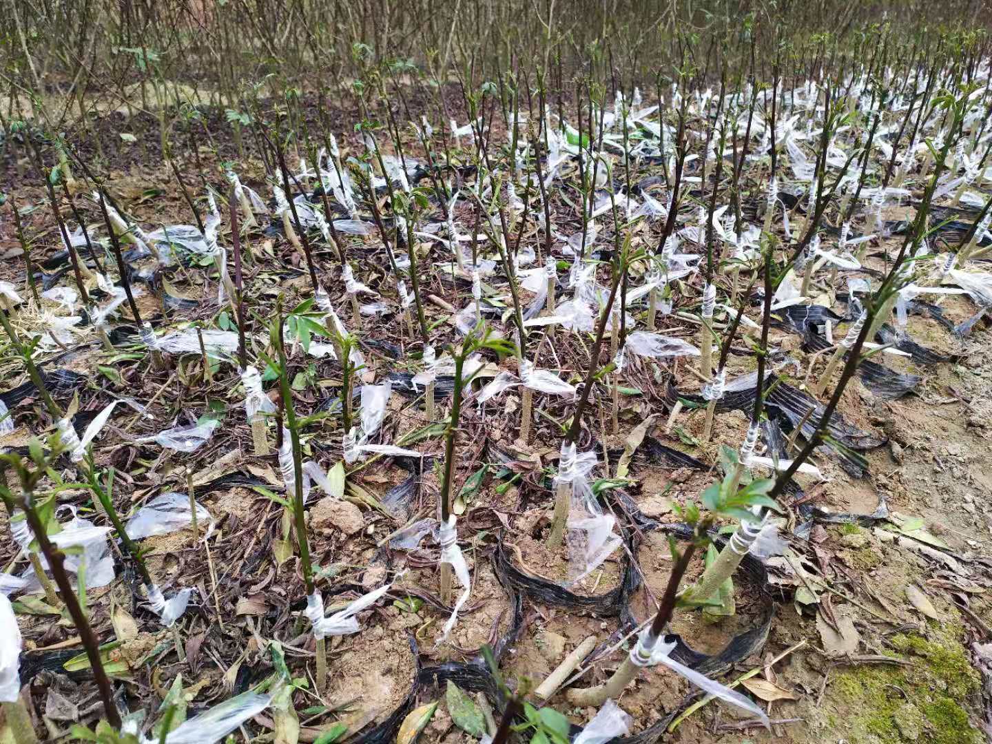 绵阳市四川广元嫁接藤椒苗基地厂家