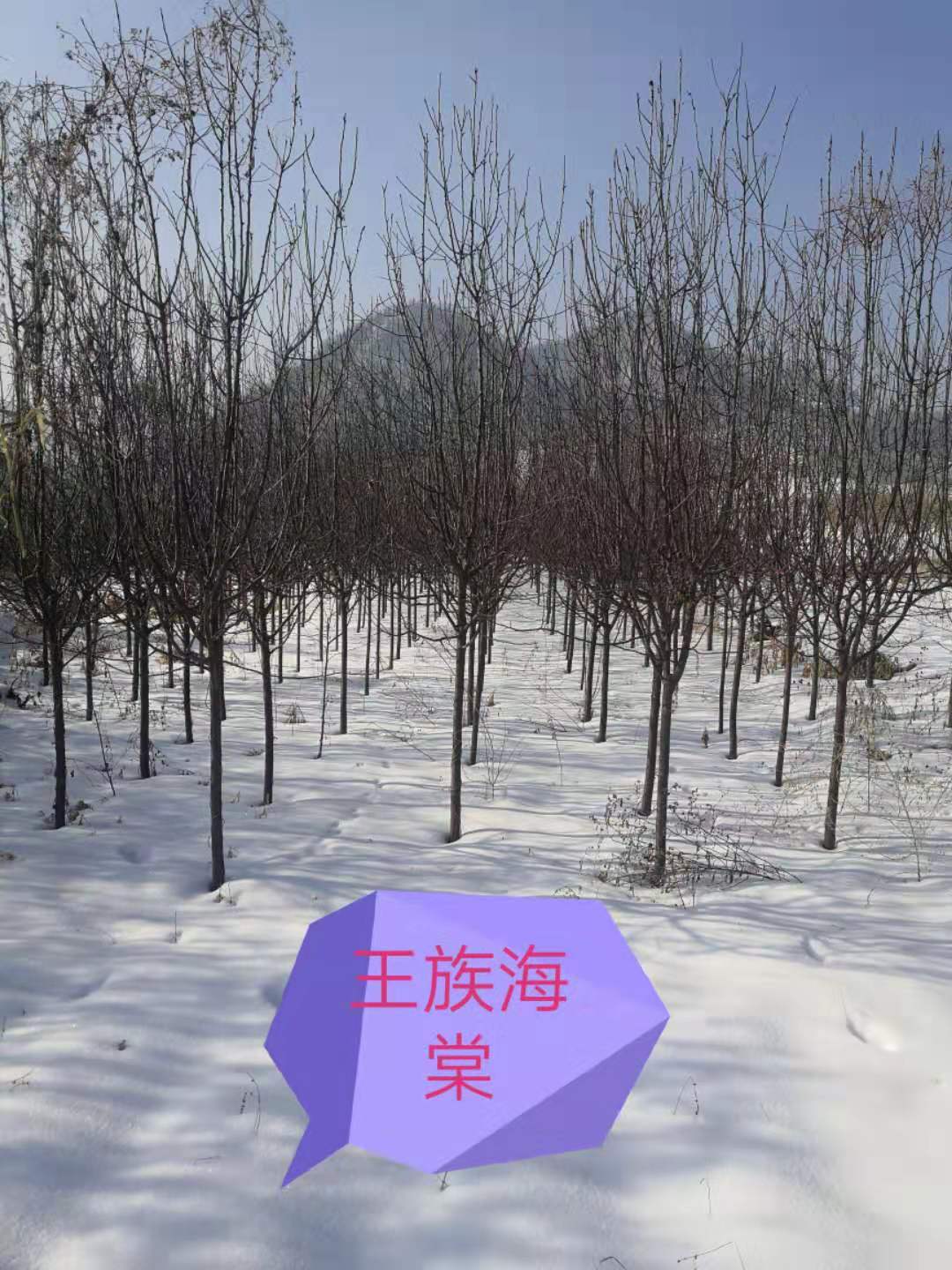 辽宁铁岭王族海棠基地批发价格多少钱 销往辽宁，吉林，黑龙江，天津，甘肃图片