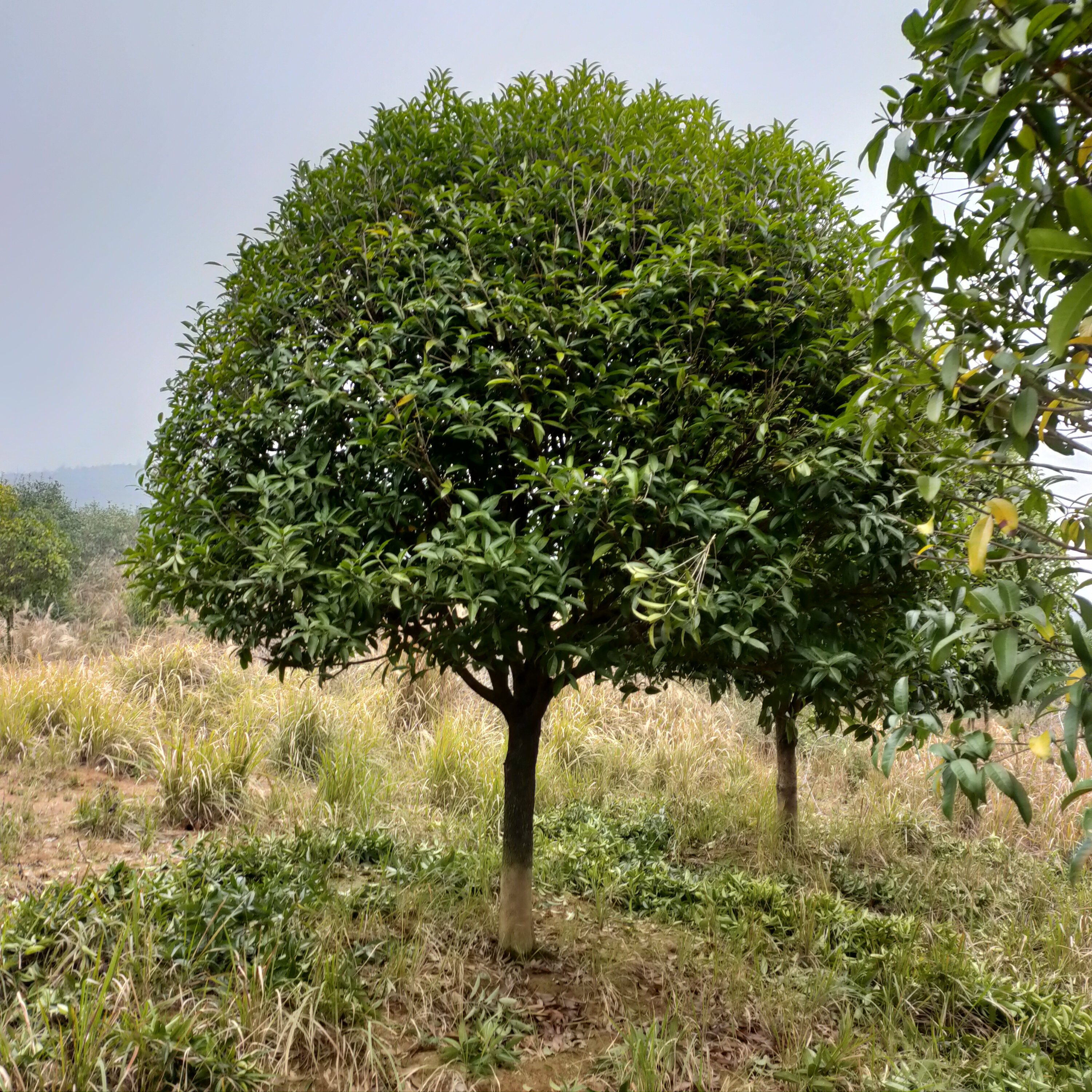 广西桂花树基地｜桂林桂花树基地｜贵港桂花树基地-广西兴安县广源苗木场