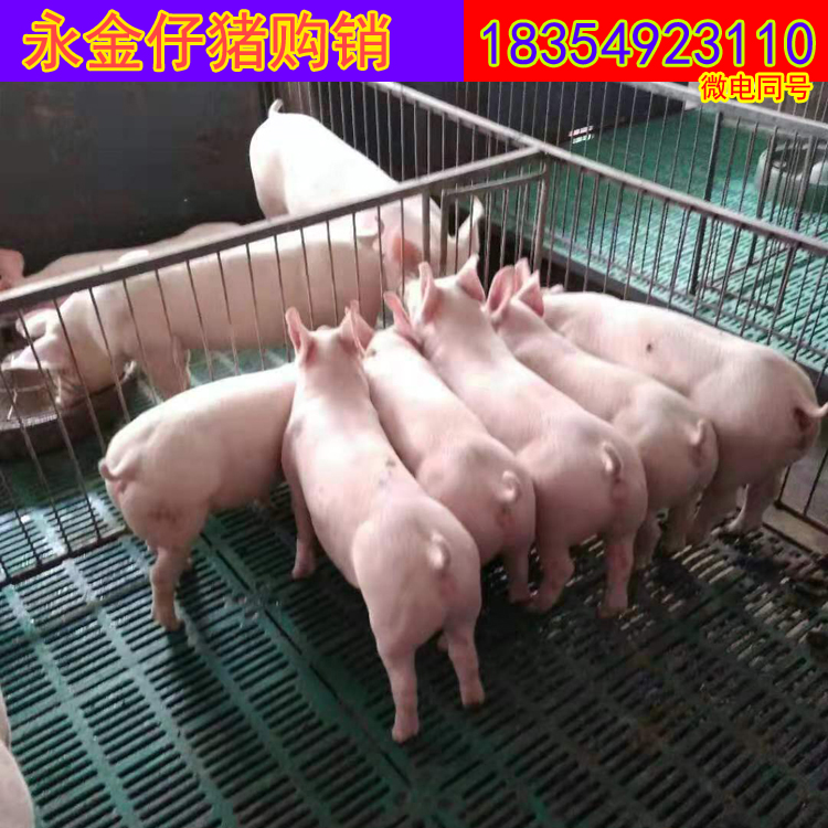 长白种母猪苗图片