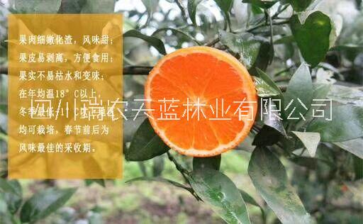 091无核沃柑苗种植基地、供应、批发、价格【四川瑞农天蓝林业有限公司 】图片