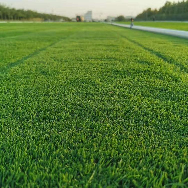 河北果岭草坪基地 果岭草坪种植基地 果岭草草坪 高尔夫果岭草坪基地图片