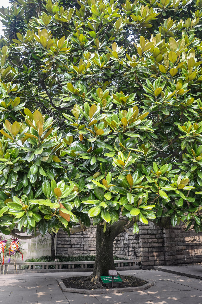 广玉兰河南广玉兰树批发种植基地价格【南京市浦口区王长飞苗圃场】