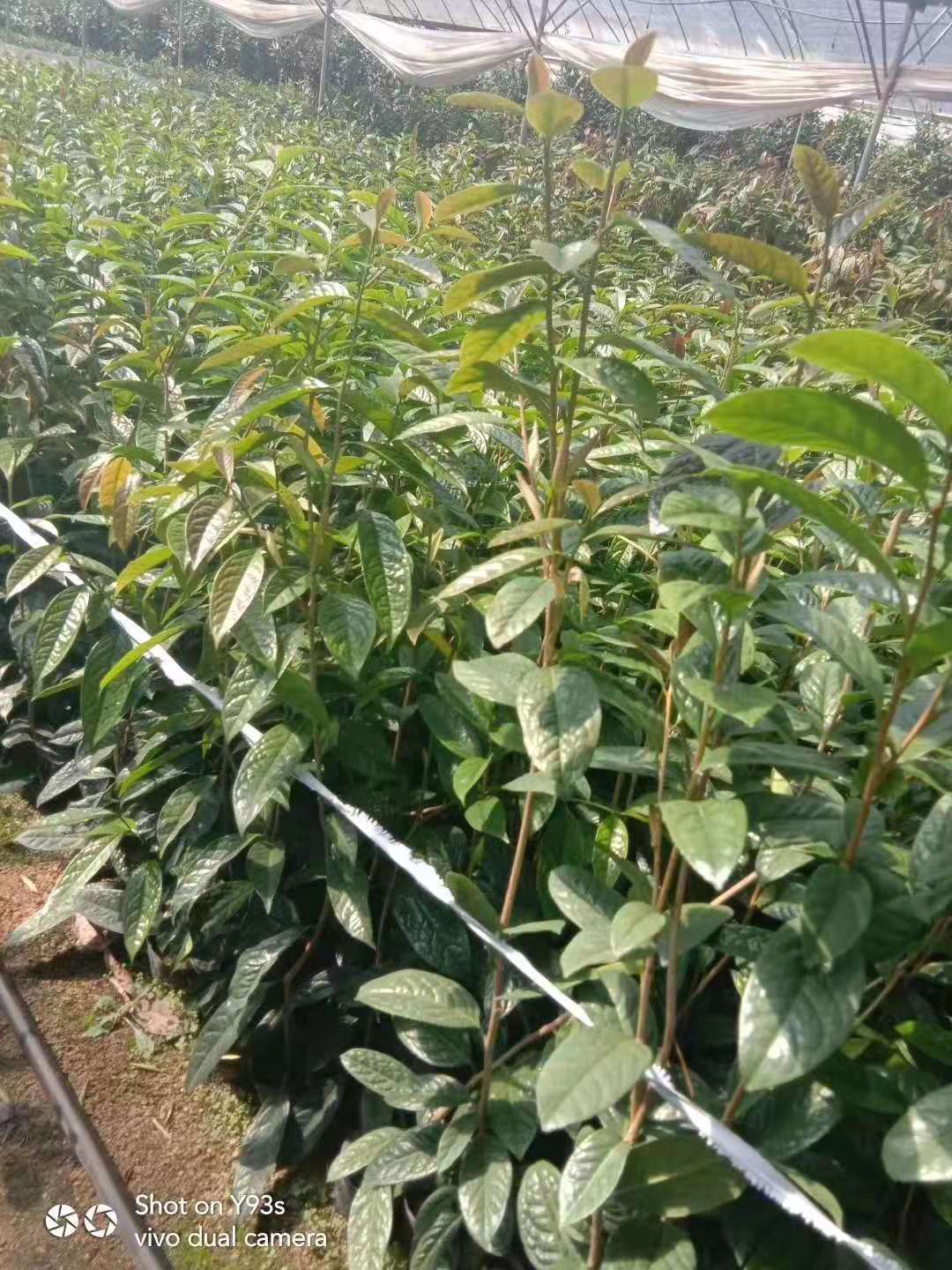 龙岩市金花茶厂家福建金花茶树苗种植基地直销报价-金花茶小苗批发价格多少钱