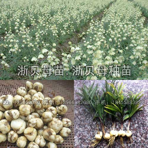 浙貝母種苗圖片