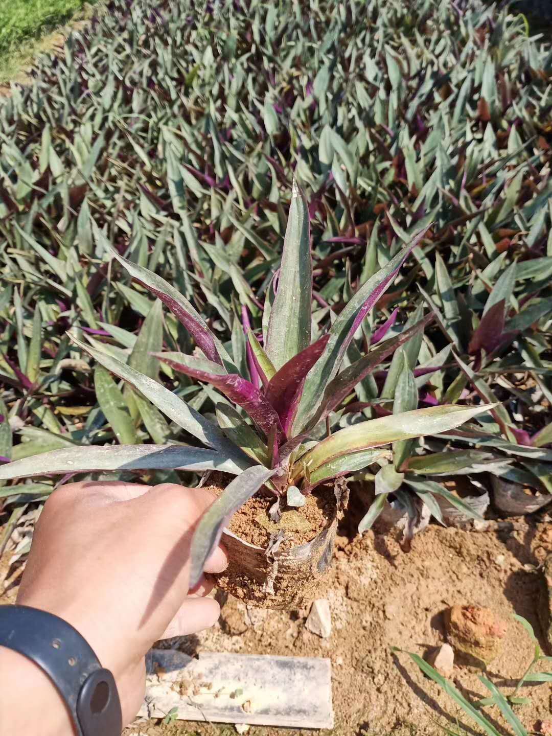 小蚌兰苗 红蚌兰叶批发价格 广东蚌花叶种植基地 养殖注意事项图片