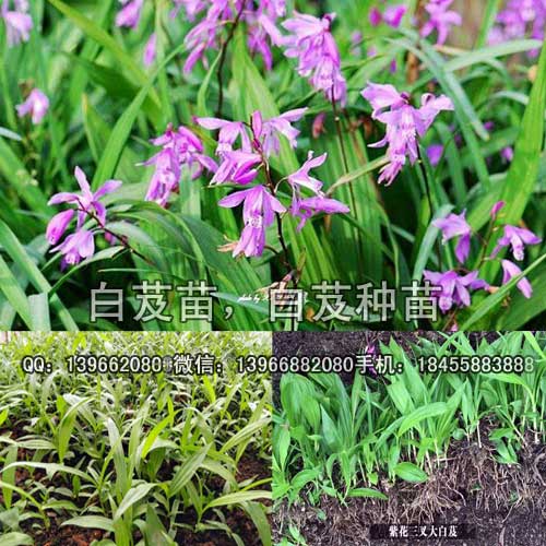 亳州市白芨种苗厂家