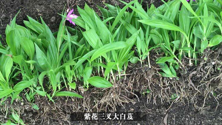 白芨种苗,紫花三叉白芨种苗,批发白芨苗,紫花三叉白芨苗价格