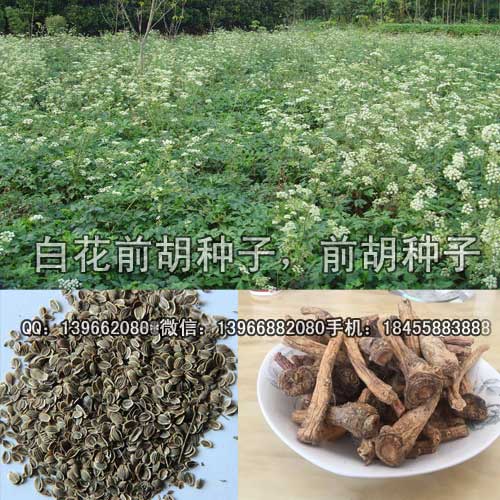 前胡种子前胡种子,批发前胡籽,白花前胡种子价格,优良品种前胡种子