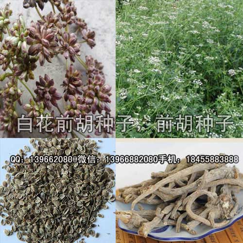 前胡种子,批发前胡籽,白花前胡种子价格,优良品种前胡种子图片