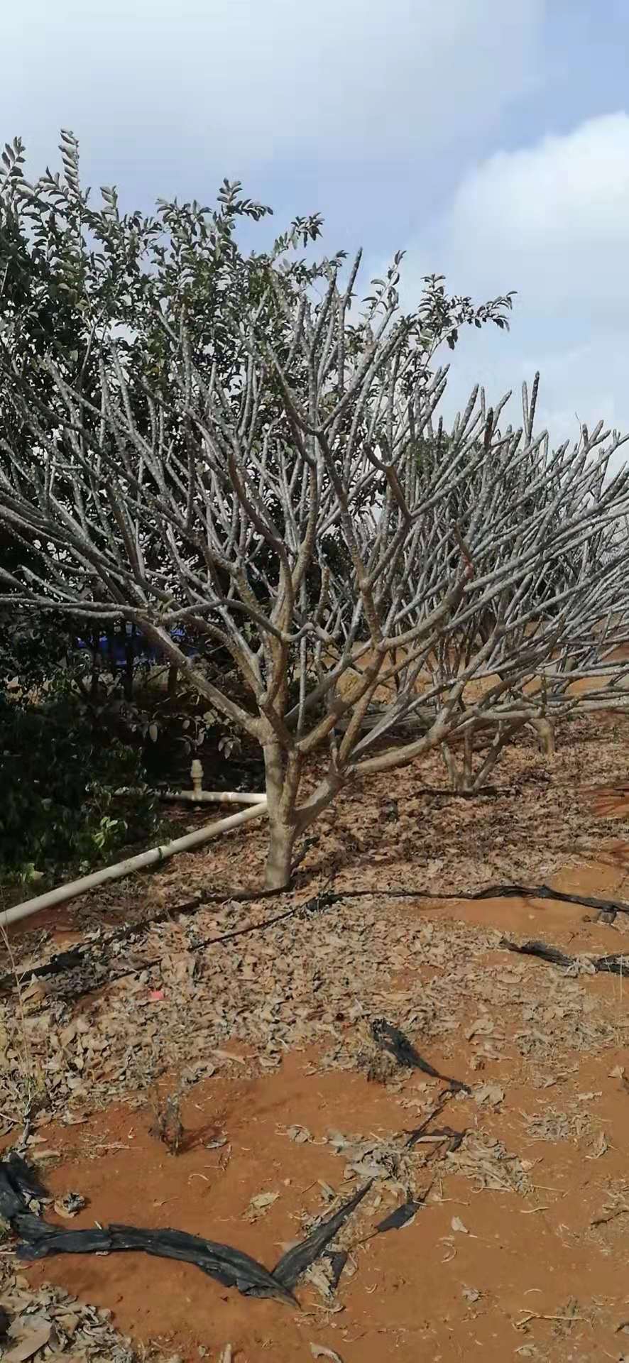 鸡蛋花生产基地图片