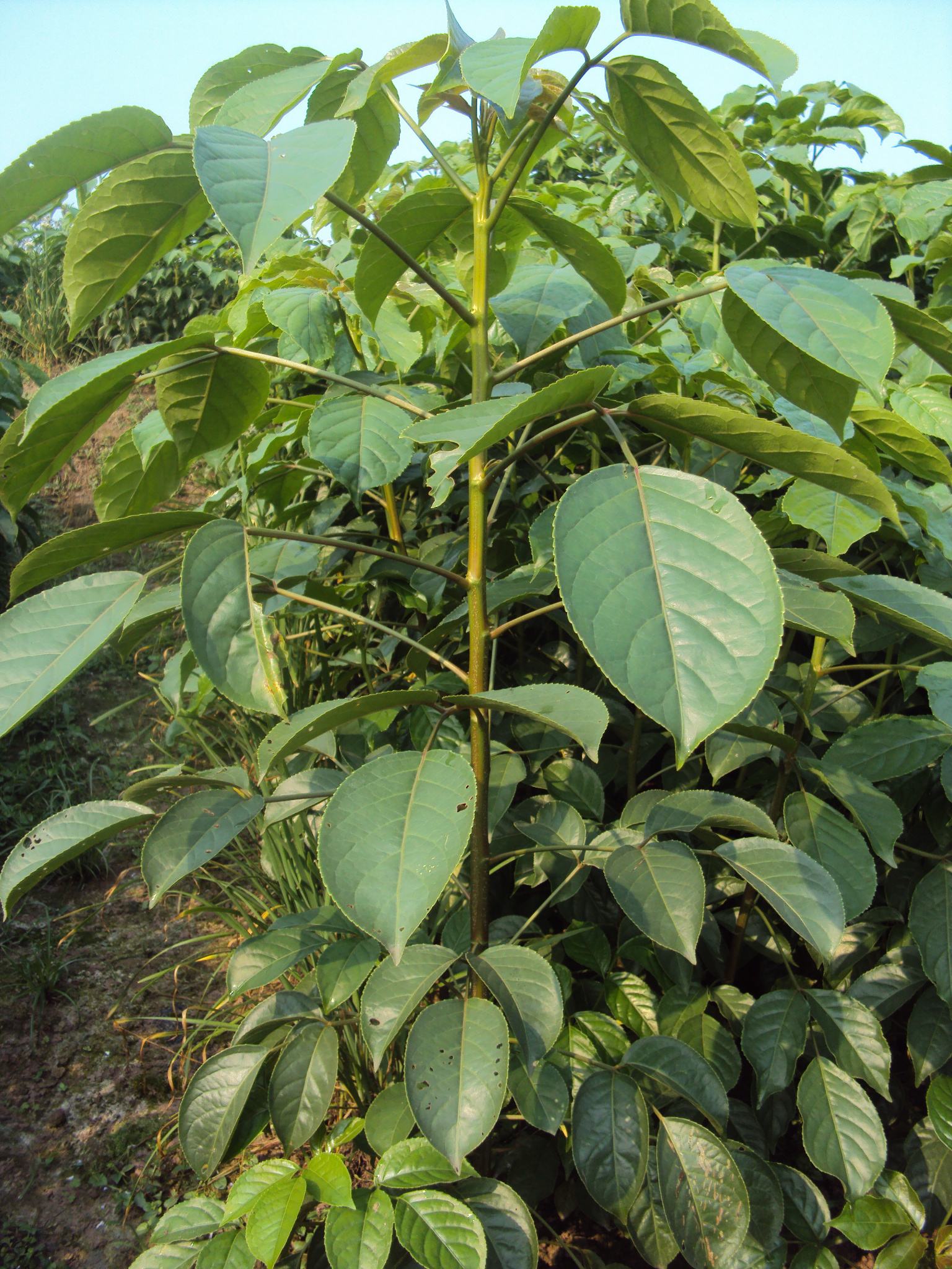 浙江重阳木苗木种植基地批发价格图片