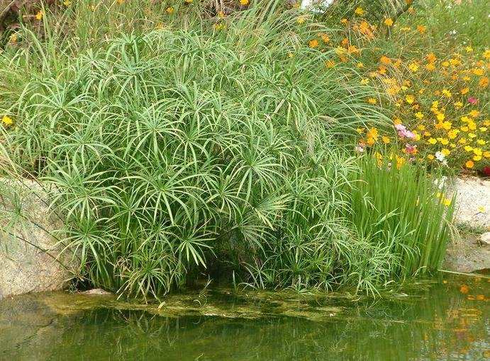 贵州旱伞草基地，贵州水生植物基地 挺水植物 批发，价格 已较多应用于生态修复及碎石基质人工湿地，生态浮岛图片