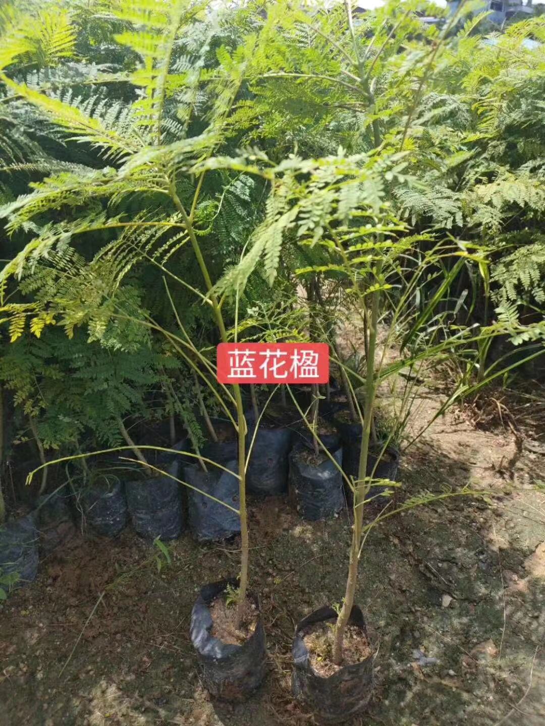 广州增城蓝花楹袋苗基地，广州增城30-60公分蓝花楹绿化袋苗，批发，价格，供应商，销往福建，海南，广西，广东图片