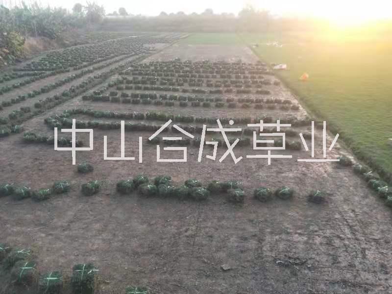 清远四季青草坪种植基地直销价格 大量供应图片