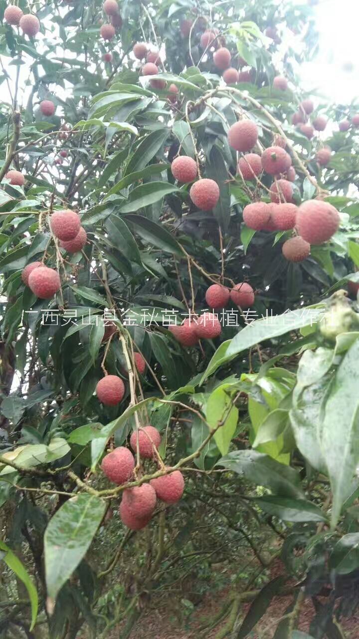 云浮荔枝苗云浮荔枝苗，种植荔枝苗产地，荔枝苗批发价格多少钱