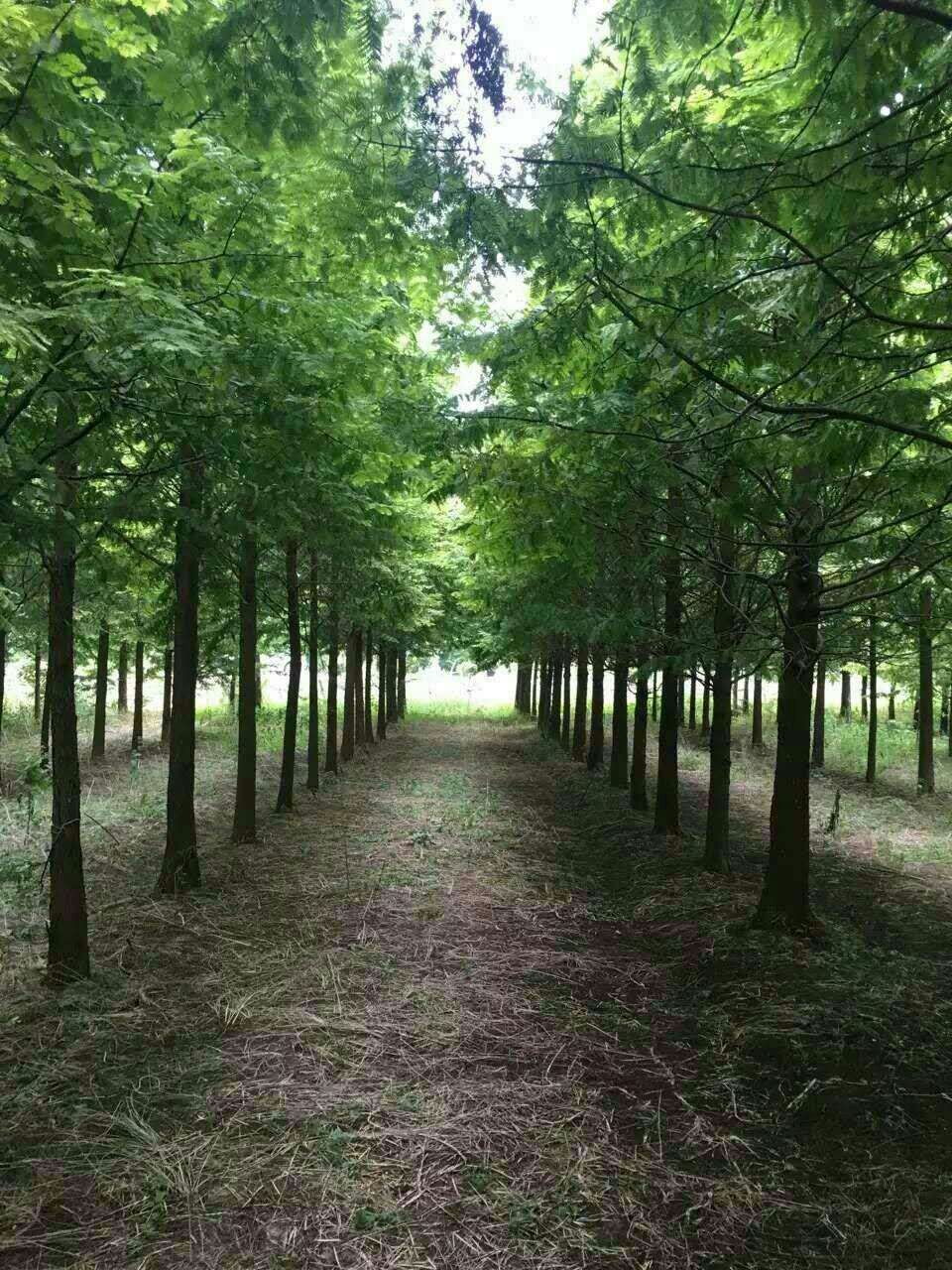 水杉南县水杉种植基地-水杉价格-销售