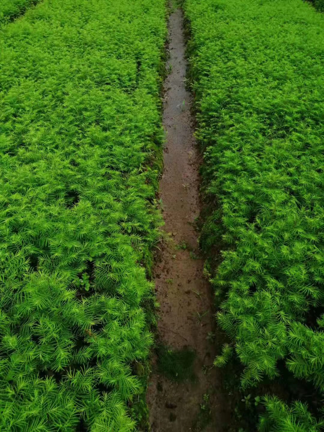 益阳市水杉厂家南县水杉种植基地-水杉价格-销售