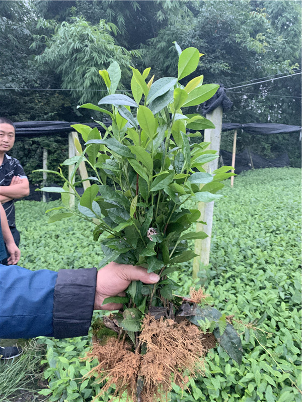 陕西云南大叶茶苗-用途-报价-销售电话