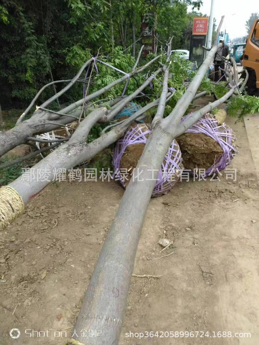 河南鄢陵栾树基地图片