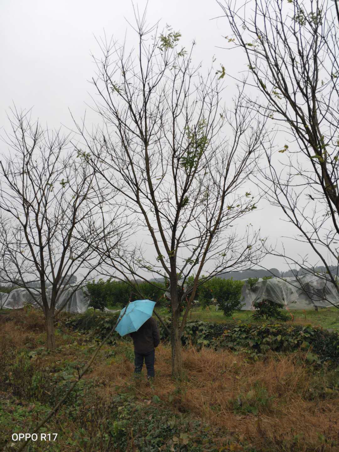 桂林市国槐种植基地厂家国槐种植基地、哪里有卖、大量供应、出售【广西桂林涛仔绿化苗木】