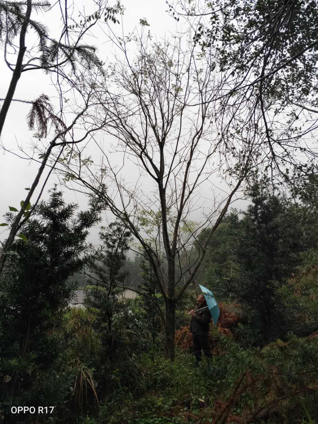 国槐种植基地国槐种植基地、哪里有卖、大量供应、出售【广西桂林涛仔绿化苗木】