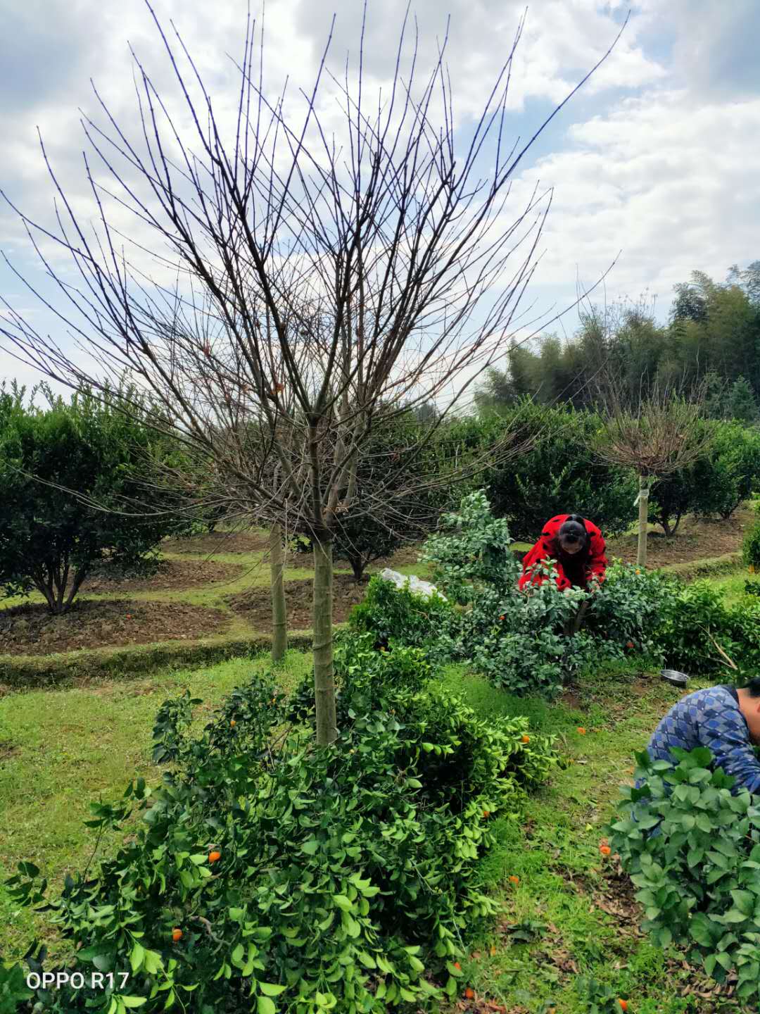 桂林市羽毛枫厂家