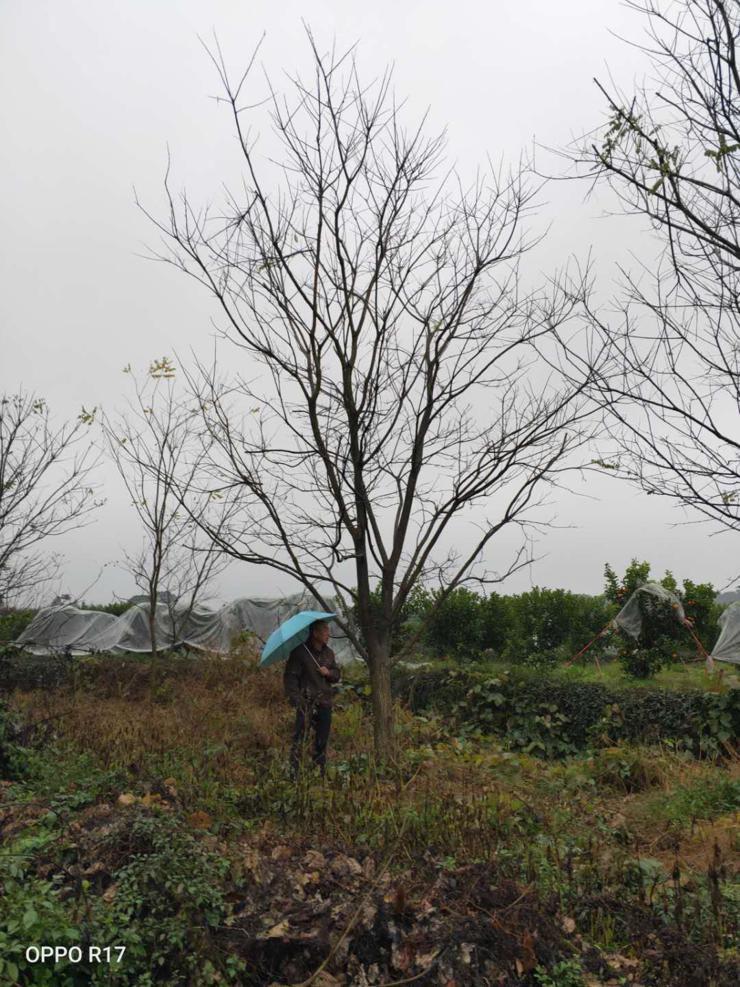 桂林市国槐种植基地厂家