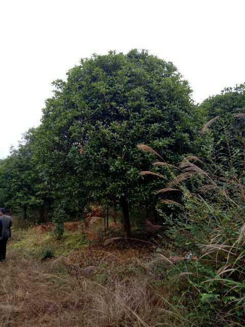 湖南桂花基地_批发_种植基地【广西桂林涛仔绿化苗木】 湖南桂花基地图片