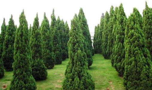 江苏南京龙柏苗木种植基地批发价格【南京飞翔苗木基地】图片