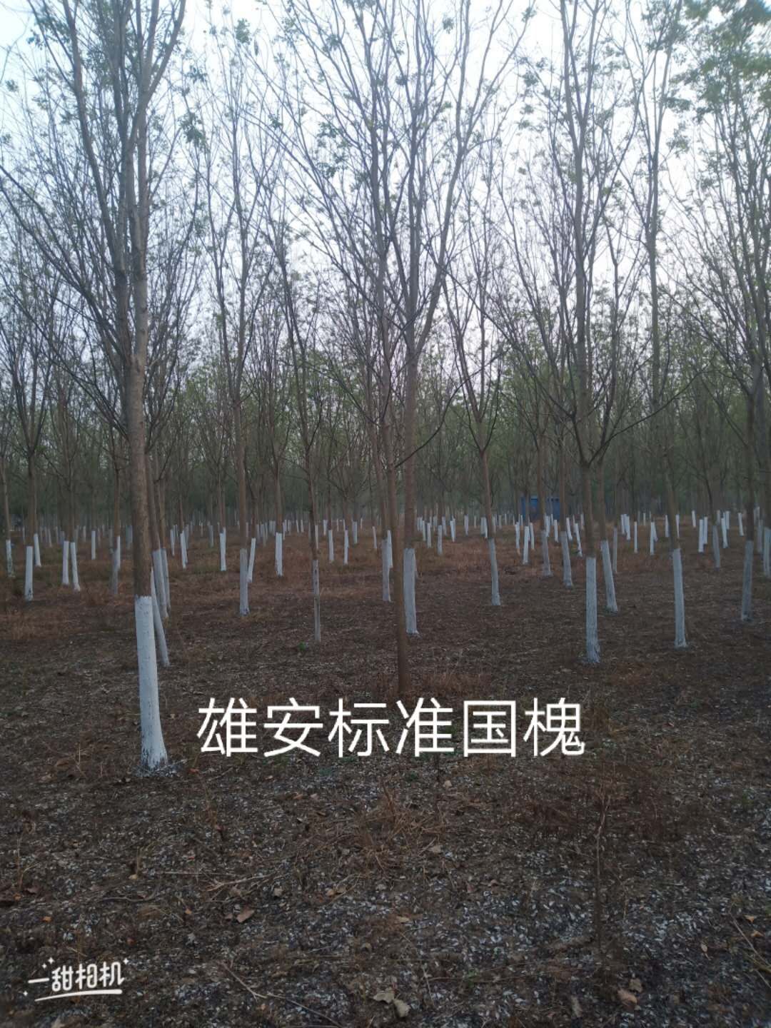 山东滨州12公分雄安标准国槐基地批发价格多少钱哪里有卖 18公分 20公分 30公分雄安标准国槐图片