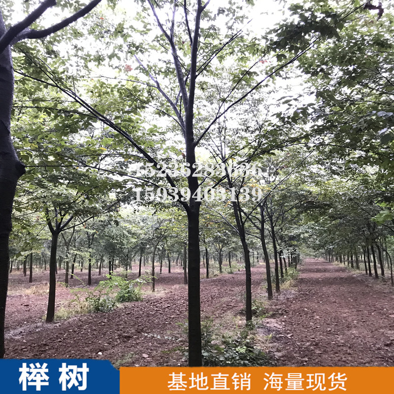 常年供应榉树树苗基地直销，北京专业培育榉树树苗苗场苗圃电话，北京8-12公分榉树苗批发价-价格图片