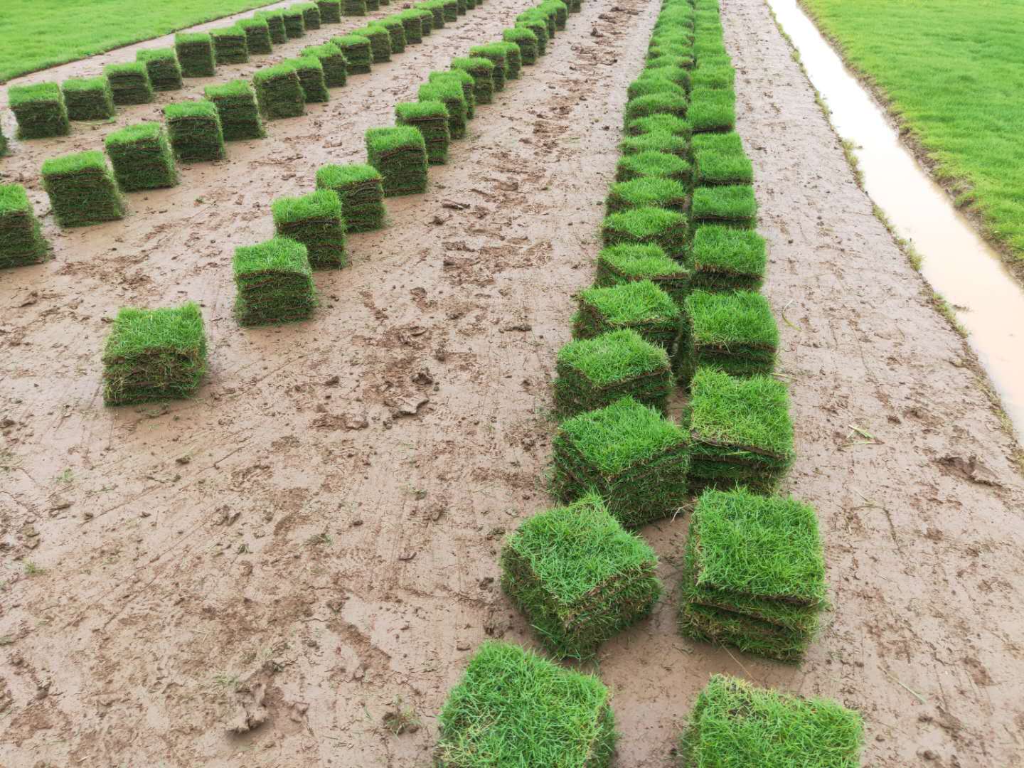 台湾草广州批发台湾草块卷 台湾草皮种植基地哪家价格便宜