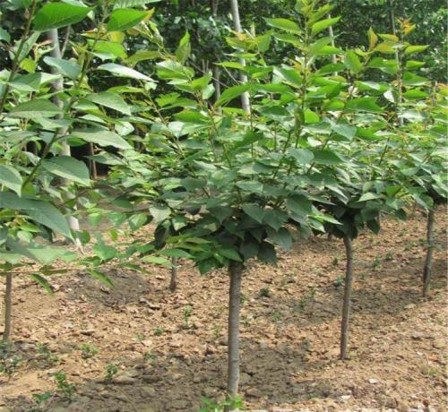 河南樱花树苗批发河南樱花树苗批发、报价、种植基地、哪家好【东台市杰佳生态农业发展有限公司】