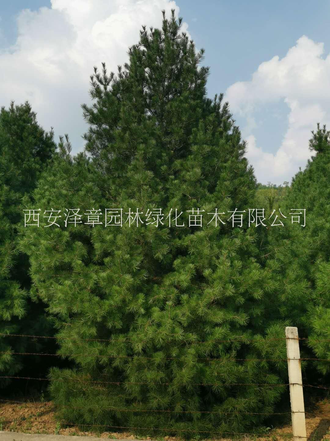 白皮松基地批发价格【西安泽章园林绿化苗木种植基地】图片