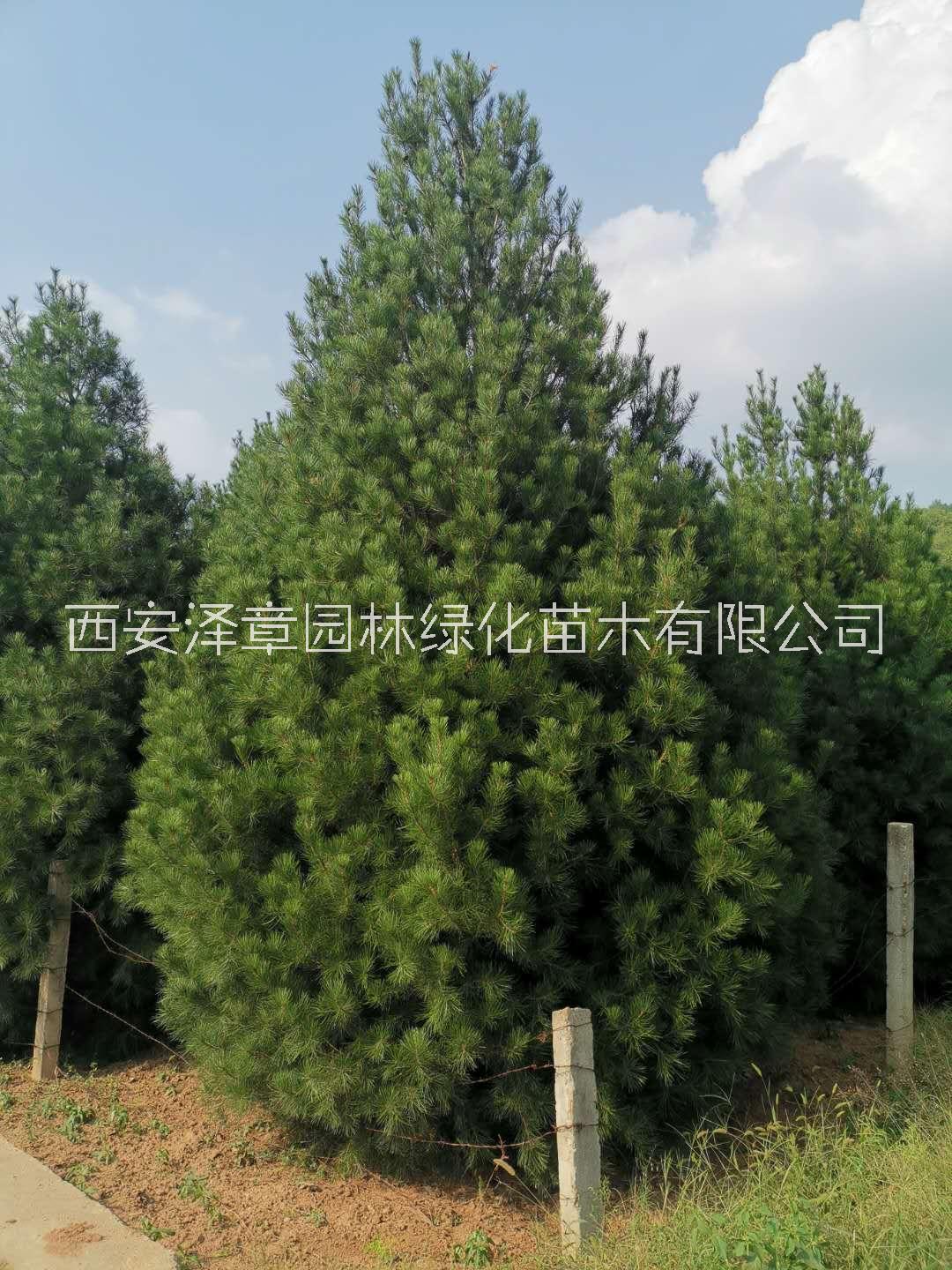 西安油松基地批发价格【西安泽章园林绿化苗木种植基地图片