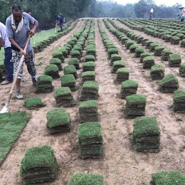 百慕大草皮种植基地  百慕大草皮 百慕大草卷 百慕大草皮订购