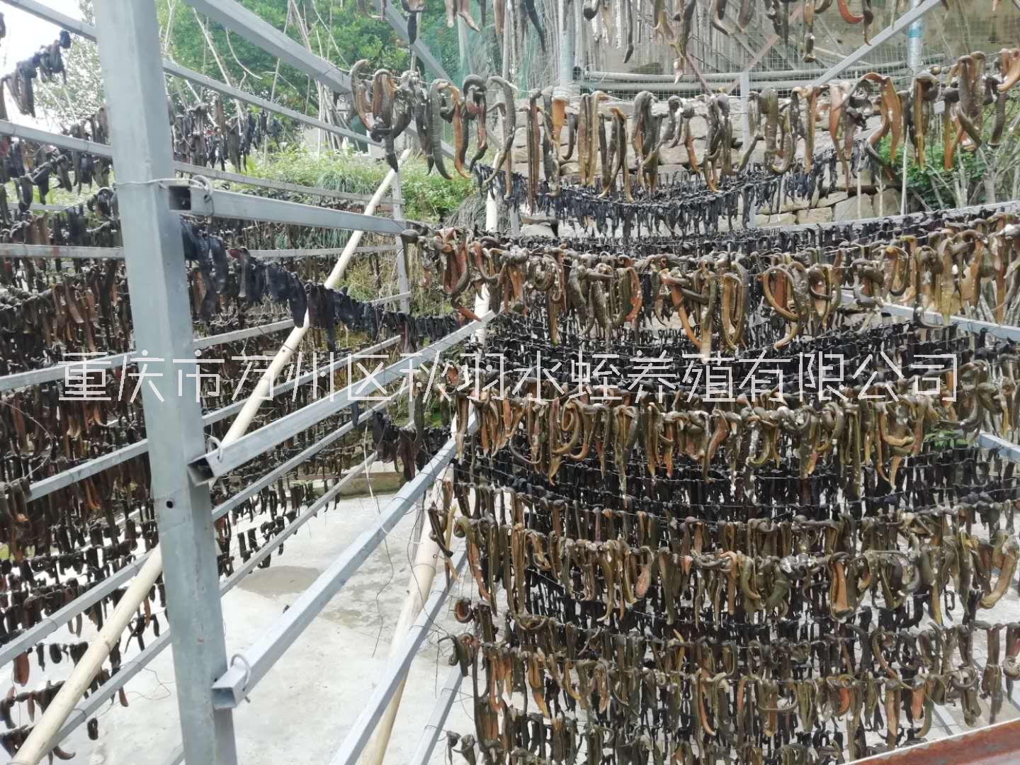 重庆宽体金线蛭图片